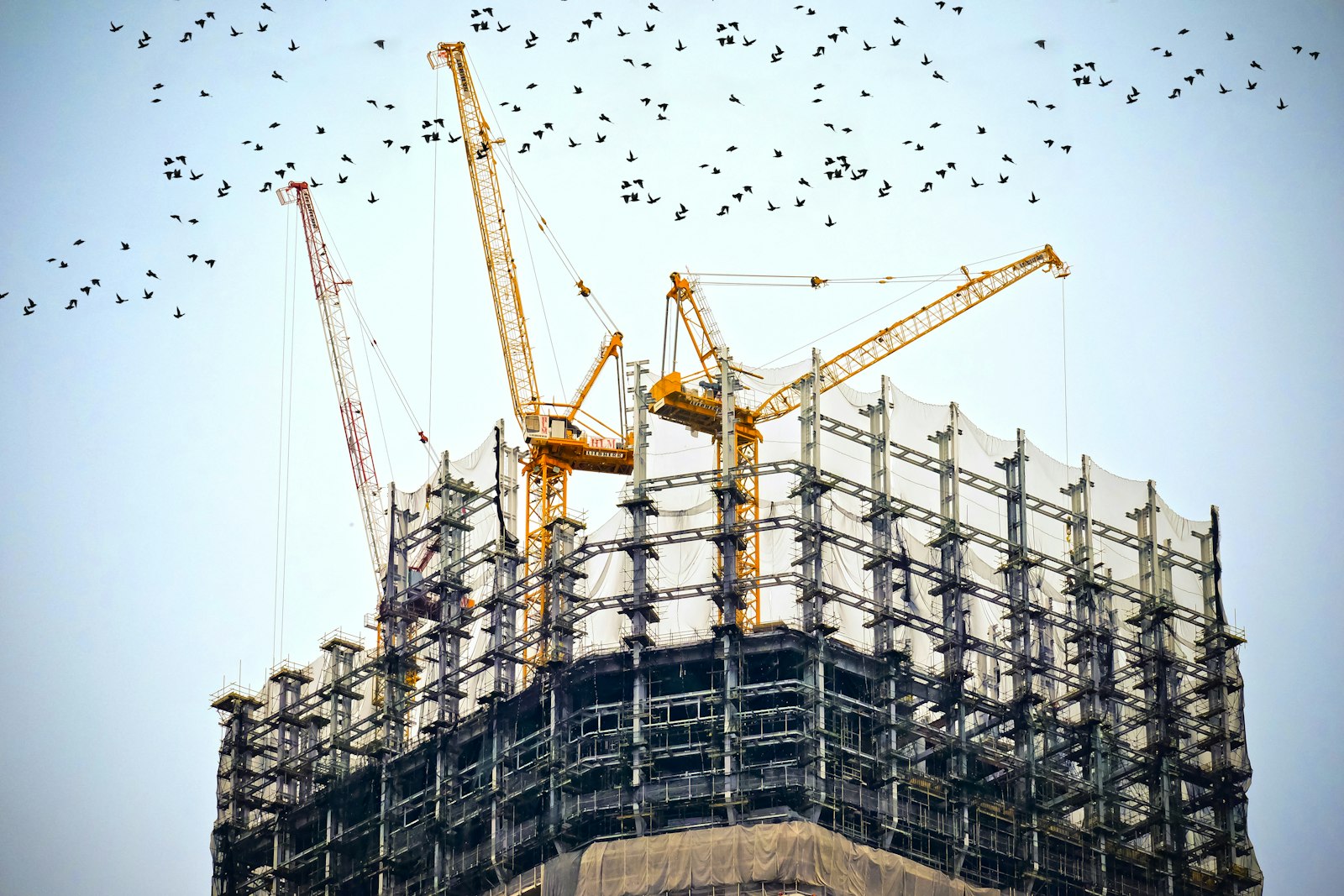 Construction cranes over a Calgary skyline at work